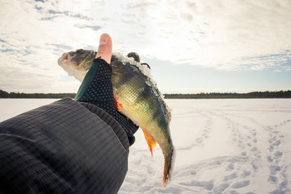 Pescador captura na pesca de inverno — Fotografia de Stock