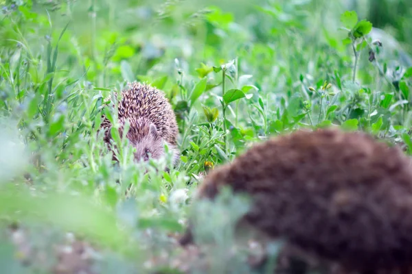 Ricci in natura in estate — Foto Stock