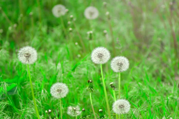 Diente de león en el campo en verano en un día soleado brillante — Foto de Stock