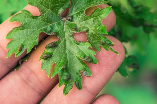 Leaf disease of grapes horticulture vineyard — Stock Image Leaf disease of grapes horticulture vineyard Royalty Free Stock Photos