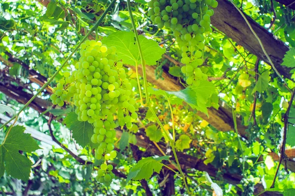 Colheita de uvas brancas verdes fruta orgânica — Fotografia de Stock