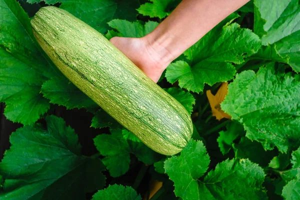 Érett cukkini a bio zöldségek kézben aratásában — Stock Fotó