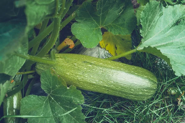 Reife Zucchini wachsen gesunde Lebensmittel — Stockfoto