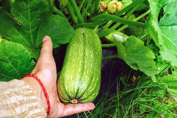 Rijpe courgette in de hand oogst van biologische groenten — Stockfoto