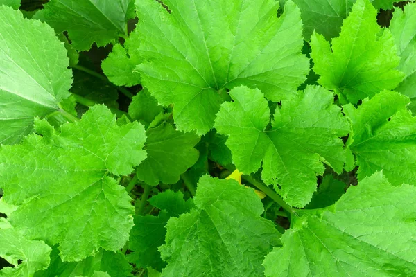 Leaves of the zucchini texture background — Stock Photo, Image