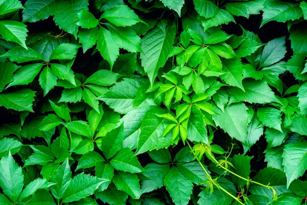 Природний фон текстури зеленого листя — стокове фото