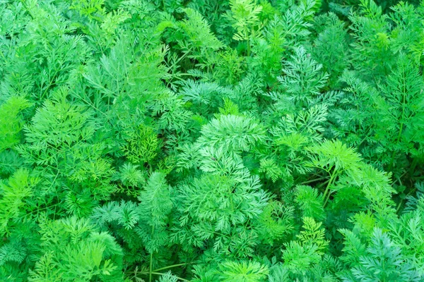 Havuç dokusunun yeşil yaprak doğal arka plan — Stok fotoğraf