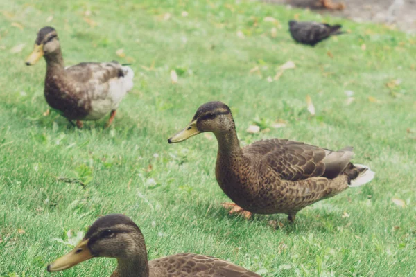 Eenden op groen gras close-up natuur park achtergrond — Stockfoto