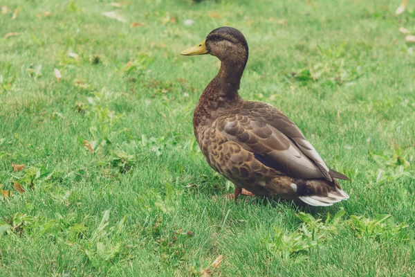 Brown duck on green grass — Stock Photo, Image