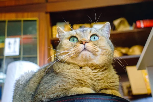 Brit barna macska Vértes portré — Stock Fotó