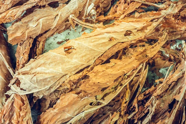 Foglie secche di tabacco foglie di tabacco essiccazione — Foto Stock