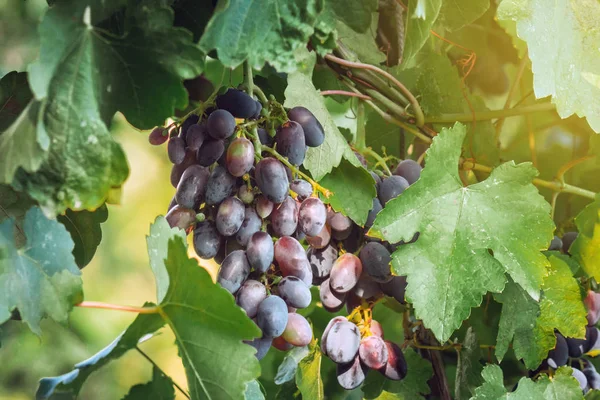 Ripe black grapes harvest vineyard — Stock Photo, Image