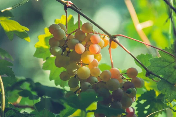 Harvest green white grapes organic fruit — Stock Photo, Image