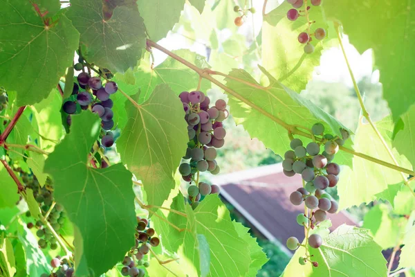 Стиглий чорний виноград збирає виноградник — стокове фото