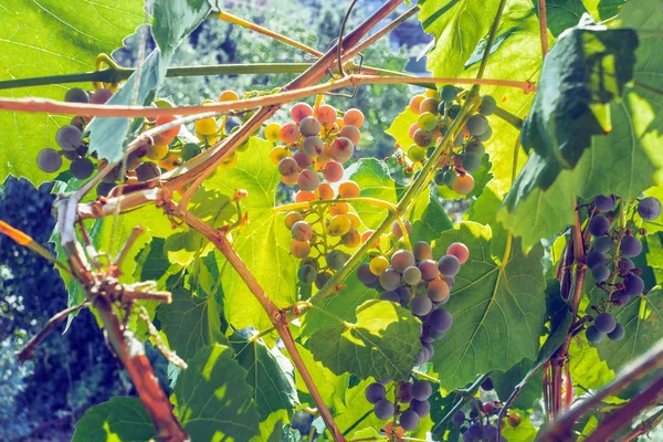 Rijpe zwarte druivenoogst wijngaard — Stockfoto