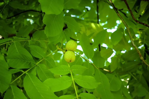 Πράσινο καρύδι στο δέντρο — Φωτογραφία Αρχείου