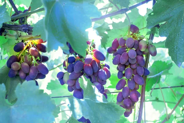 Спелые черные виноград сбора винограда — стоковое фото