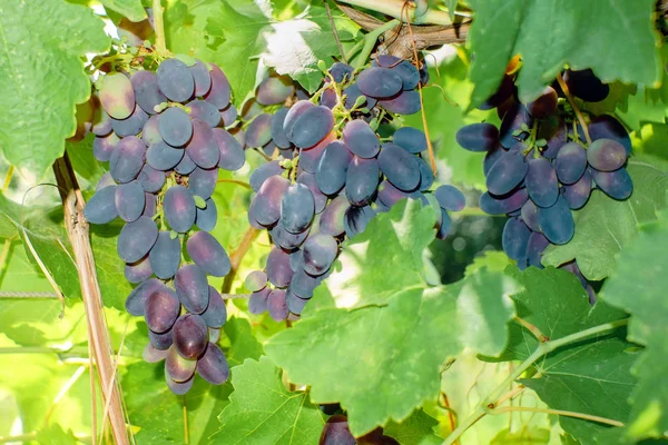 熟した黒ブドウ収穫ブドウ園 — ストック写真