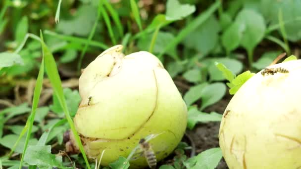 Las avispas pululan sobre la pera y se la comen, hormigas y abejas en el jardín de verano. Comida ecológica, frutas saludables en el jardín de verano — Vídeo de stock