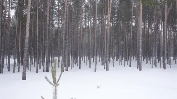 Neige et vent, mauvais temps, chutes de neige de pins en hiver — Video