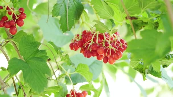 Viorne de baies rouges sur une branche d'arbre. ranch avec des grappes de baies de viorne. Viburnum ordinaire oscillant dans le vent. Baies rouges juteuses aux feuilles vertes accrochées aux branches — Video