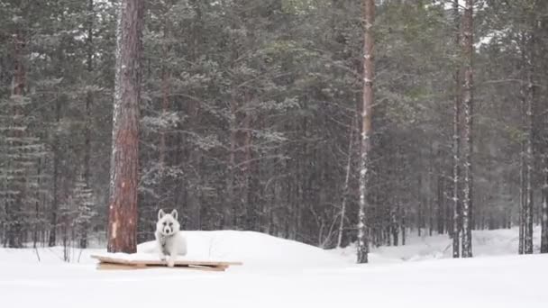 Chien blanc dans la forêt hivernale chutes de neige. Mauvais temps Blizzard — Video