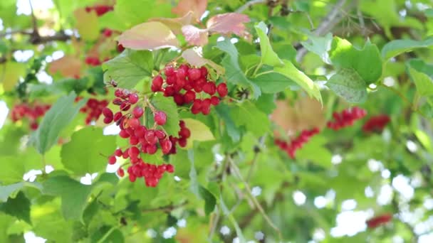 Rote Beeren von Viburnum auf einem Busch im Wald. Zweig von rotem Viburnum im Garten. Viburnum-Beeren und Viburnum-Blätter im Sommer im Freien. Zeitlupe — Stockvideo