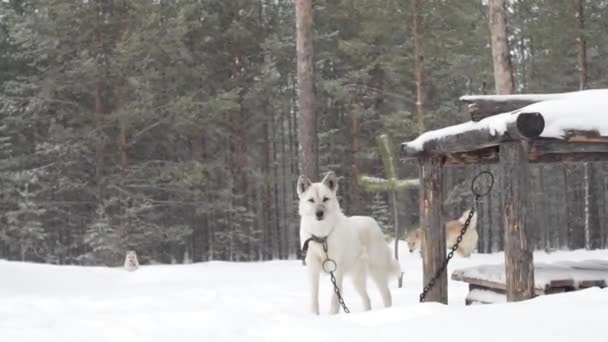 Bílého psa v zimním lesním sněhu. Špatná sněhová bouře. Huský pes laika střeží dům — Stock video