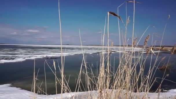 Paisaje invierno lago primera nieve primer hielo — Vídeos de Stock