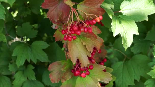 Red viburnum berry on branch. Close-up view — Stock Video