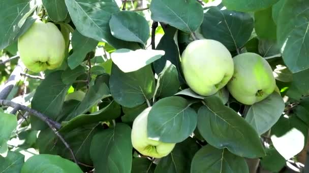 Φρούτα κυδώνι σε ένα κλαδί δέντρου στον κήπο — Αρχείο Βίντεο