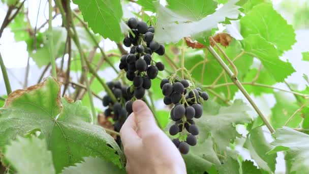 Colheita de uvas pretas maduras — Vídeo de Stock