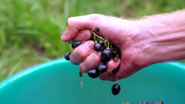 Druiven thuis wijn verwerking grondig verpletteren — Stockvideo