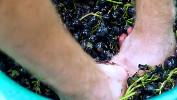 Стискання соку з винограду руками — стокове відео