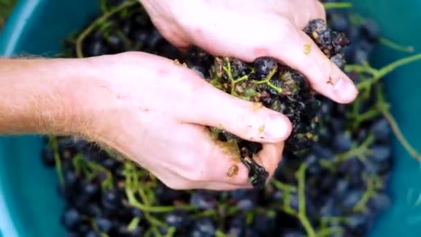 Squeezing juice from grapes by hands — Stock Video