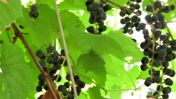 Grapes in the vineyard harvest in autumn — Stock Video