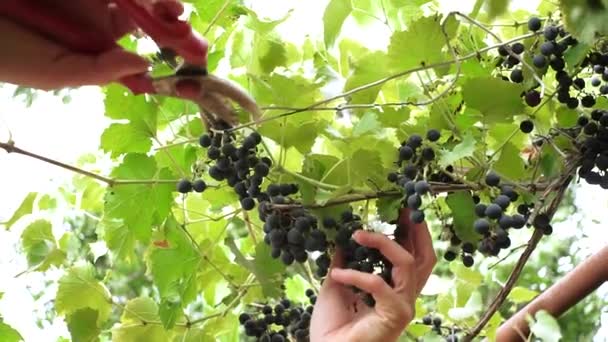 Corta uvas maduras cosechando en el viñedo — Vídeo de stock