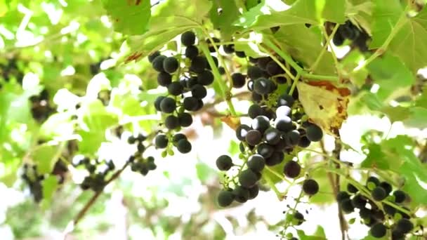 Hrozny na vinici sklizeň na podzim — Stock video