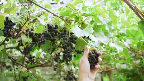 Cosecha de uvas negras maduras — Vídeo de stock