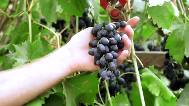 Corta uvas maduras cosechando en el viñedo — Vídeos de Stock