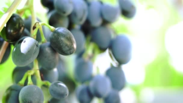 Uvas maduras negras primer plano viñedo — Vídeos de Stock