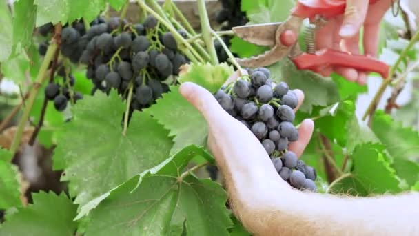 Klipper mogna druvor som skördas i vingården — Stockvideo
