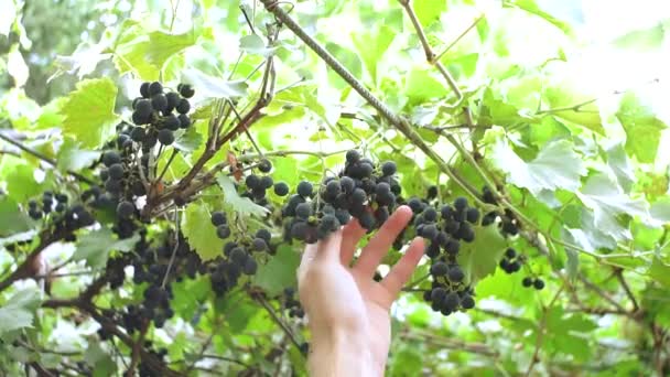 Corta uvas maduras cosechando en el viñedo — Vídeo de stock