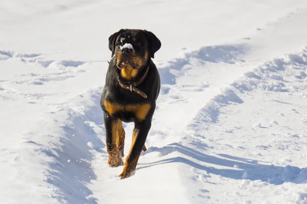 Honden uitlaten in de winter — Stockfoto
