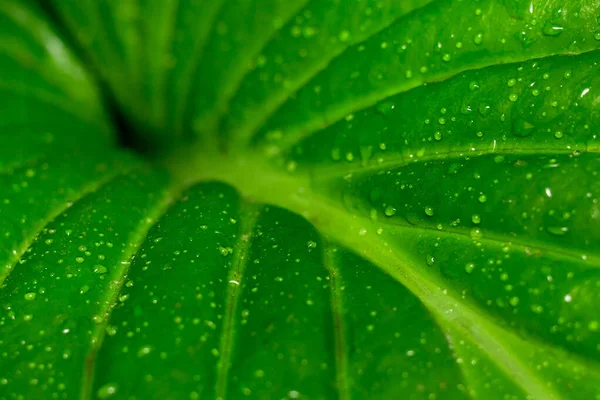 Zöld levelei hosta — Stock Fotó