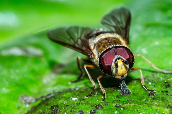 Stubenfliege aus nächster Nähe — Stockfoto