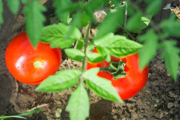Φρέσκες ντομάτες στον κήπο — Φωτογραφία Αρχείου