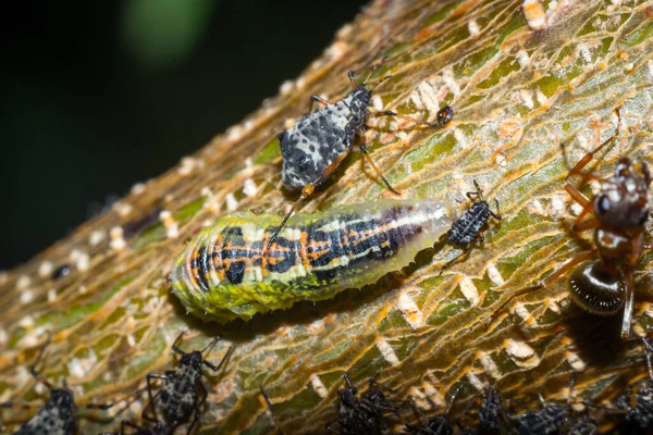 Ants and caterpillars — Stock Photo, Image