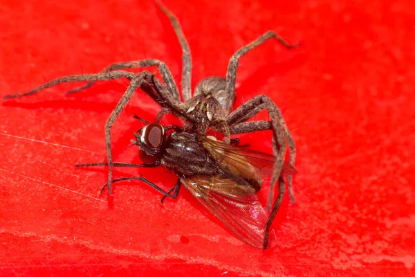 Il ragno mangia la mosca — Foto Stock