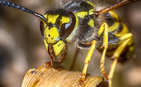 A cabeça da vespa do inseto — Fotografia de Stock